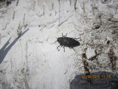 Chrysobothris chrysostigma