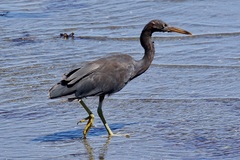 Egretta sacra