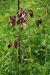 Aquilegia oxysepala