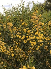 Acacia cupularis