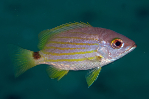 Lutjanus dodecacanthoides