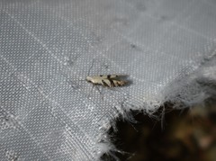 Argyresthia austerella