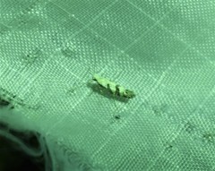 Argyresthia austerella