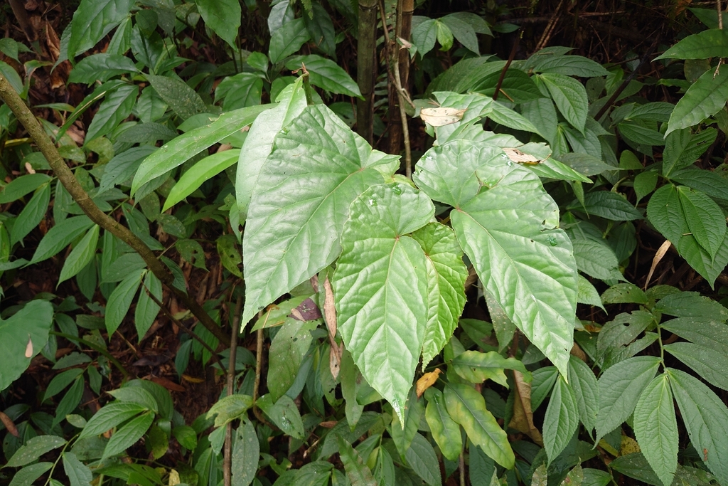 Begonia longifolia; photograph (c) 如此甚好, some rights reserved (CC BY)