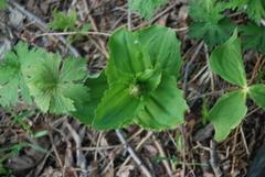 Galearis camtschatica