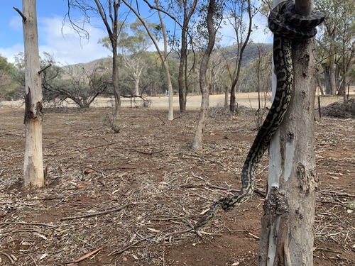 Inland Carpet Python sighting