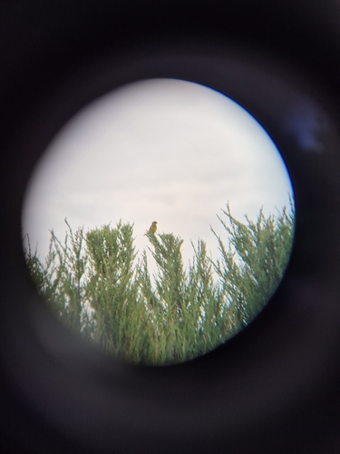 European Greenfinch