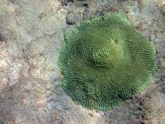 Pseudodiploria clivosa