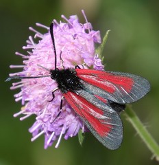 Zygaena purpuralis