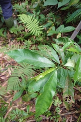 Ficus formosana, photograph (c) 如此甚好, some rights reserved (CC BY)