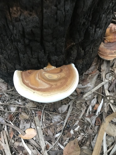 Ganoderma zonatum