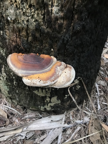 Ganoderma zonatum