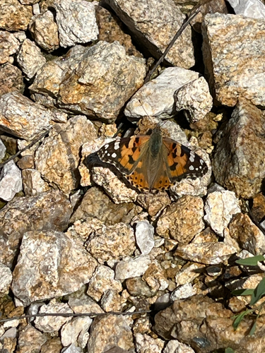 Painted Lady