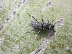 Xylotrechus rusticus
