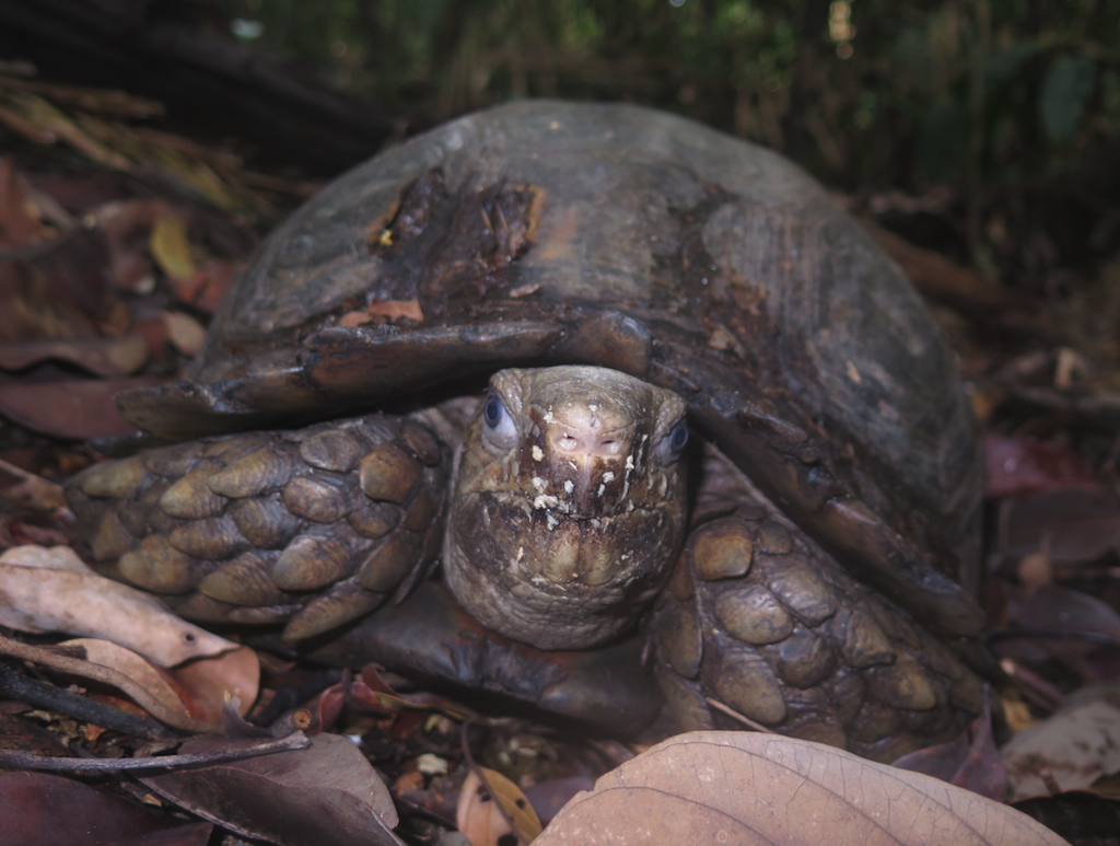 Asian Forest Tortoise in April 2020 by msoldn · iNaturalist