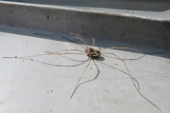 Platybunus pinetorum