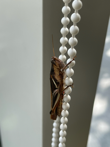 Stenocatantops splendens
