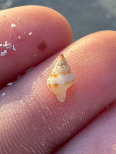 Peristernia chlorostoma observed 2026-05-22