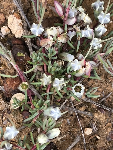 port lincoln ground-myrtle (Homoranthus homoranthoides)
