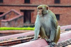 Macaca mulatta