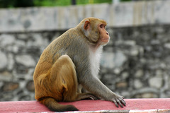 Macaca mulatta