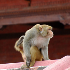 Macaca mulatta
