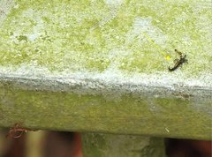 Gigantothrips elegans