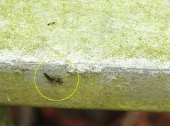 Gigantothrips elegans