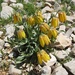 Fritillaria aurea - Photo (c) Vince Smith, some rights reserved (CC BY-SA)