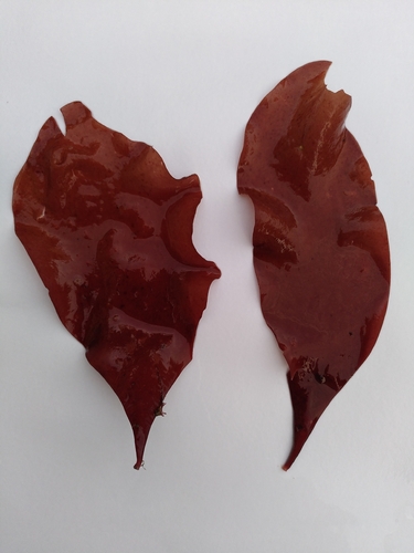 Schizymenia observed 2026-05-22