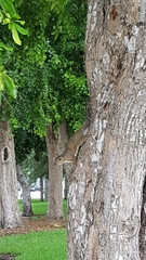 Sciurus carolinensis