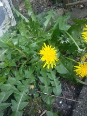 Taraxacum officinale