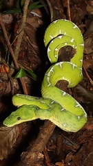 Corallus batesii