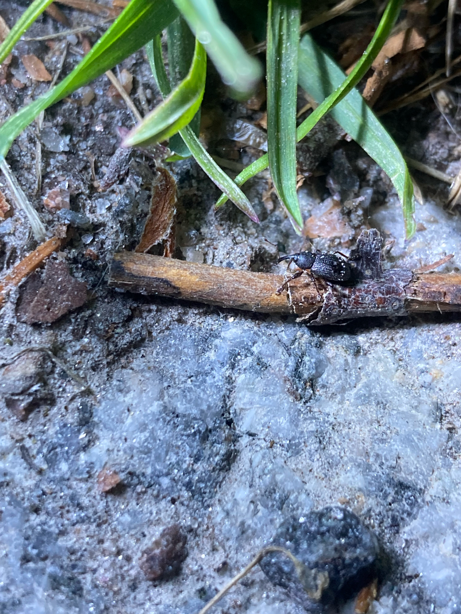 Notaris aethiops