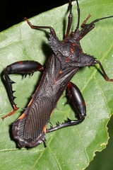 Acocopus