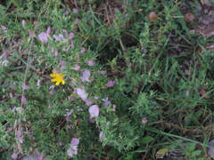 Ononis spinosa spinosa