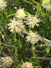 Opercularia scabrida