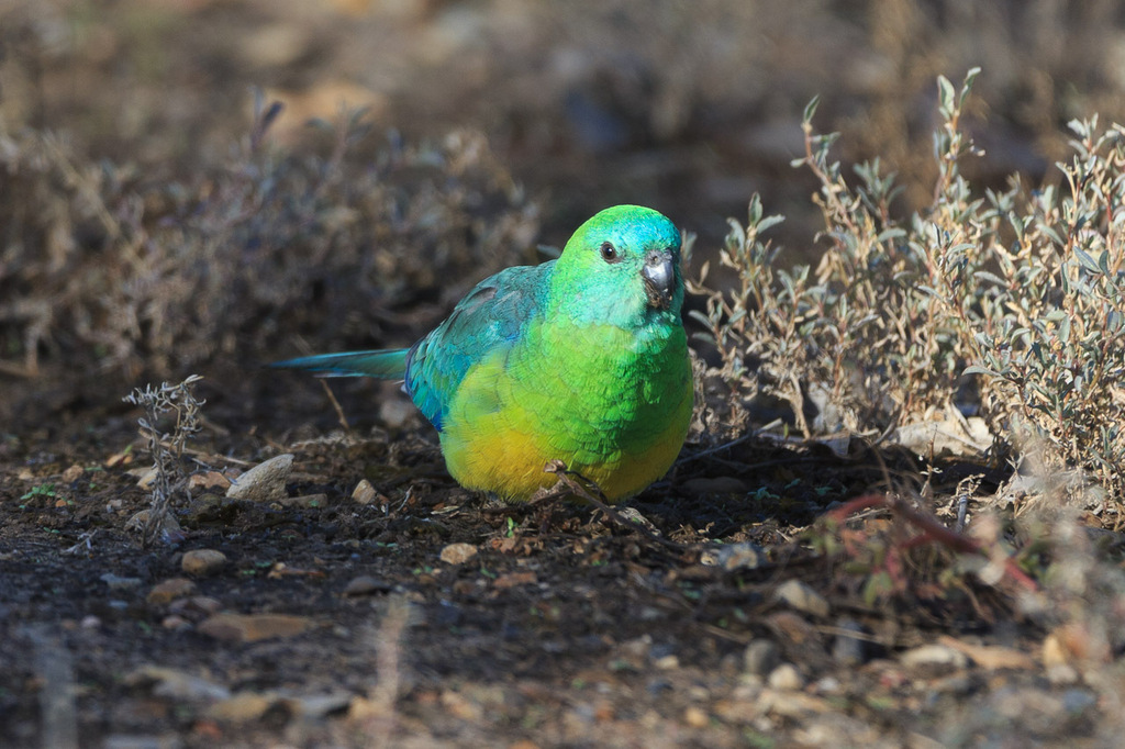 Red-rumped Parrot from Yelarbon QLD 4388, Australia on May 23, 2026 at ...