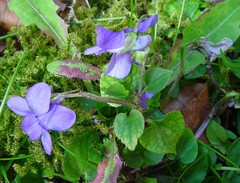 Viola × bavarica