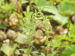 Chenopodium acuminatum virgatum
