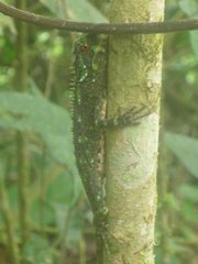 Enyalioides oshaughnessyi