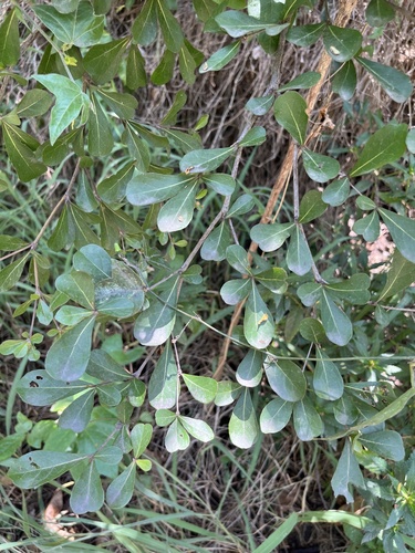 Gymnosporia diversifolia, photograph 5