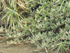 Atriplex maximowicziana