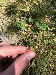 Strobilotoma typhaecornis