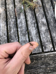 Strobilotoma typhaecornis