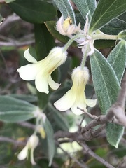 Billardiera sericophora