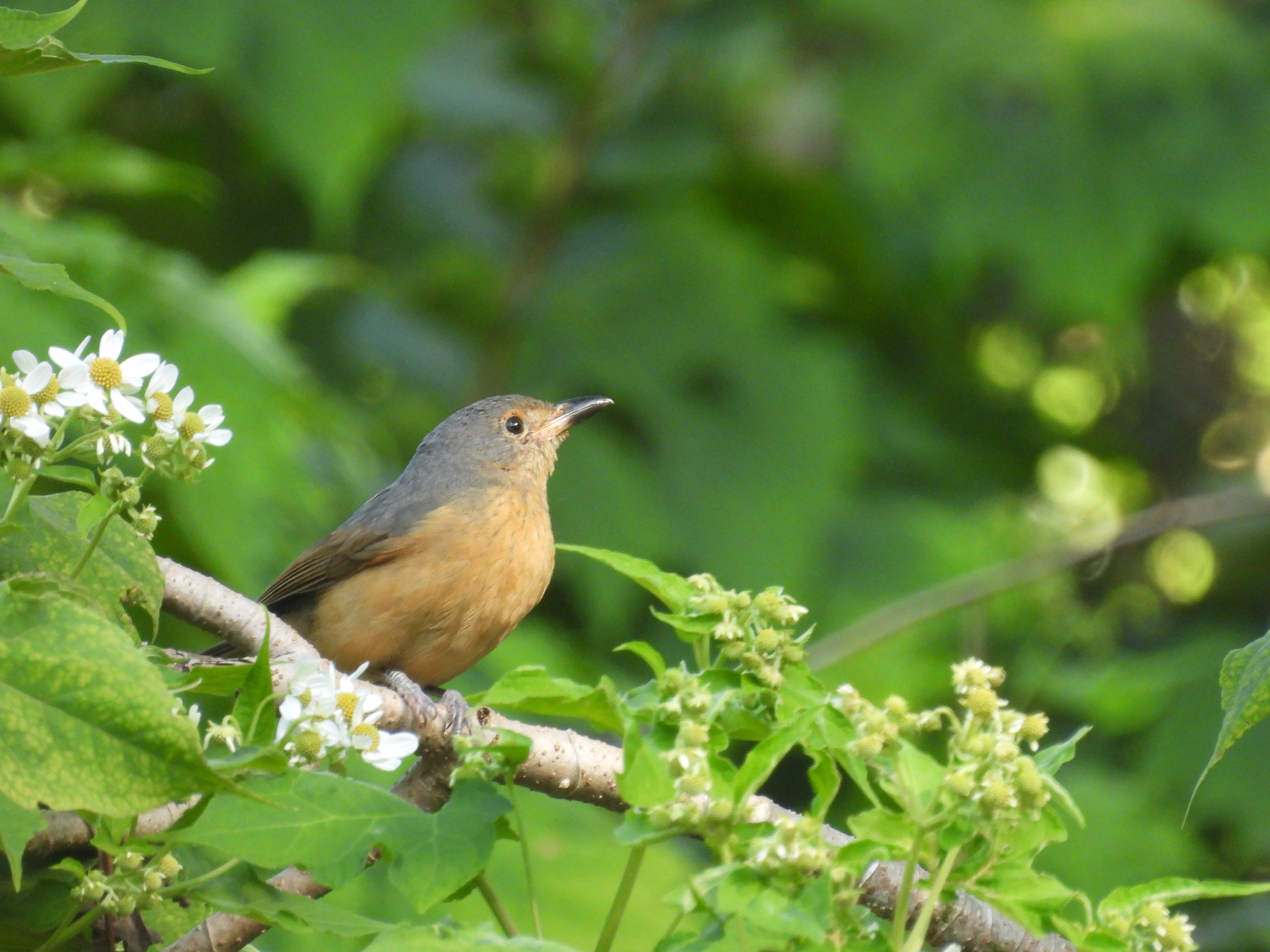Bower's Shrikethrush (Colluricincla boweri), photo 8
