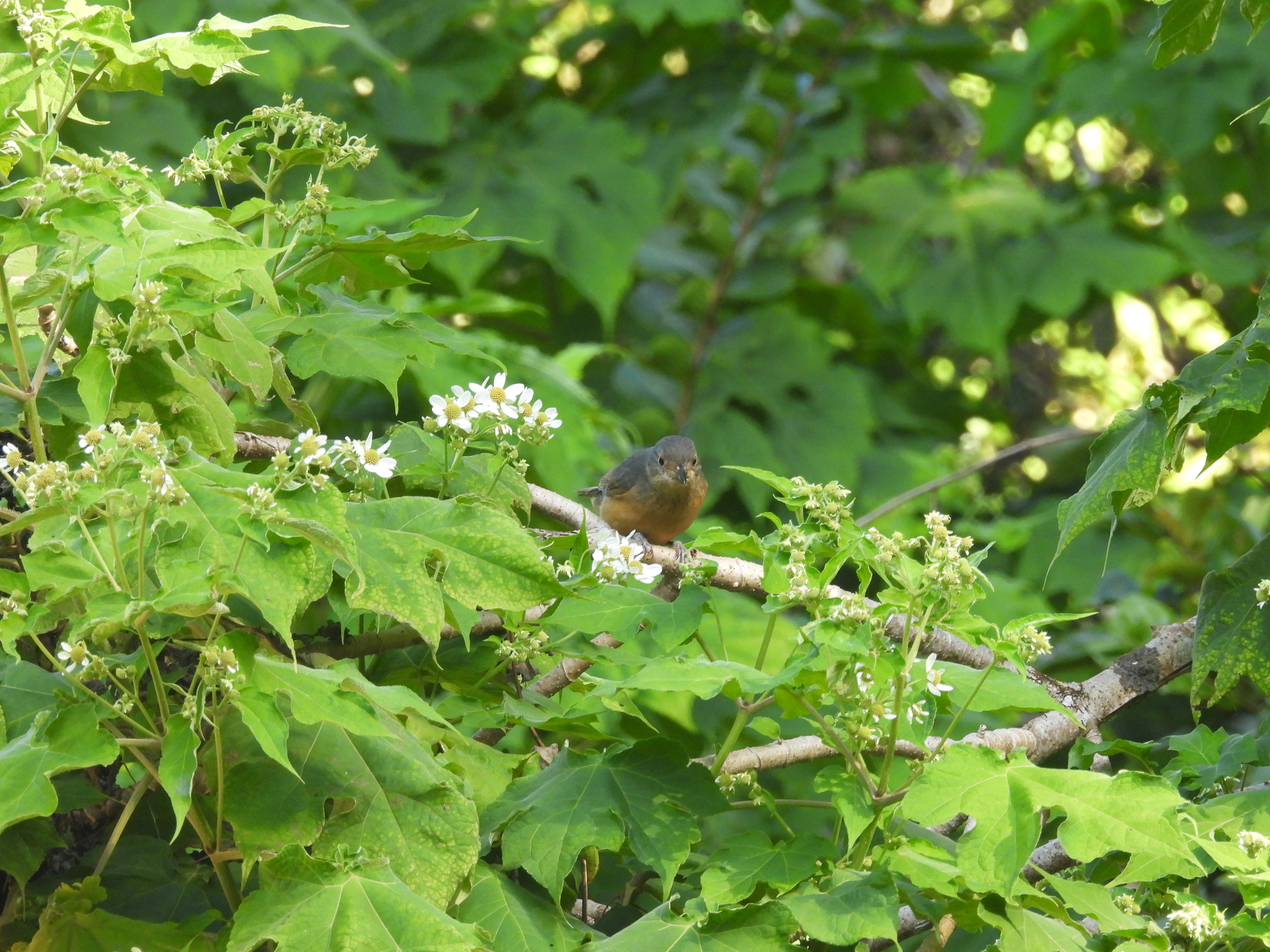Bower's Shrikethrush (Colluricincla boweri), photo 10