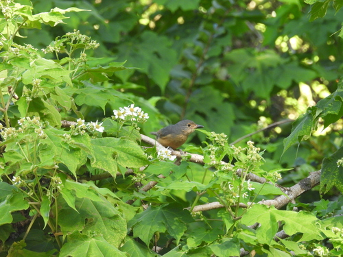 Bower's Shrikethrush (Colluricincla boweri), photo 9