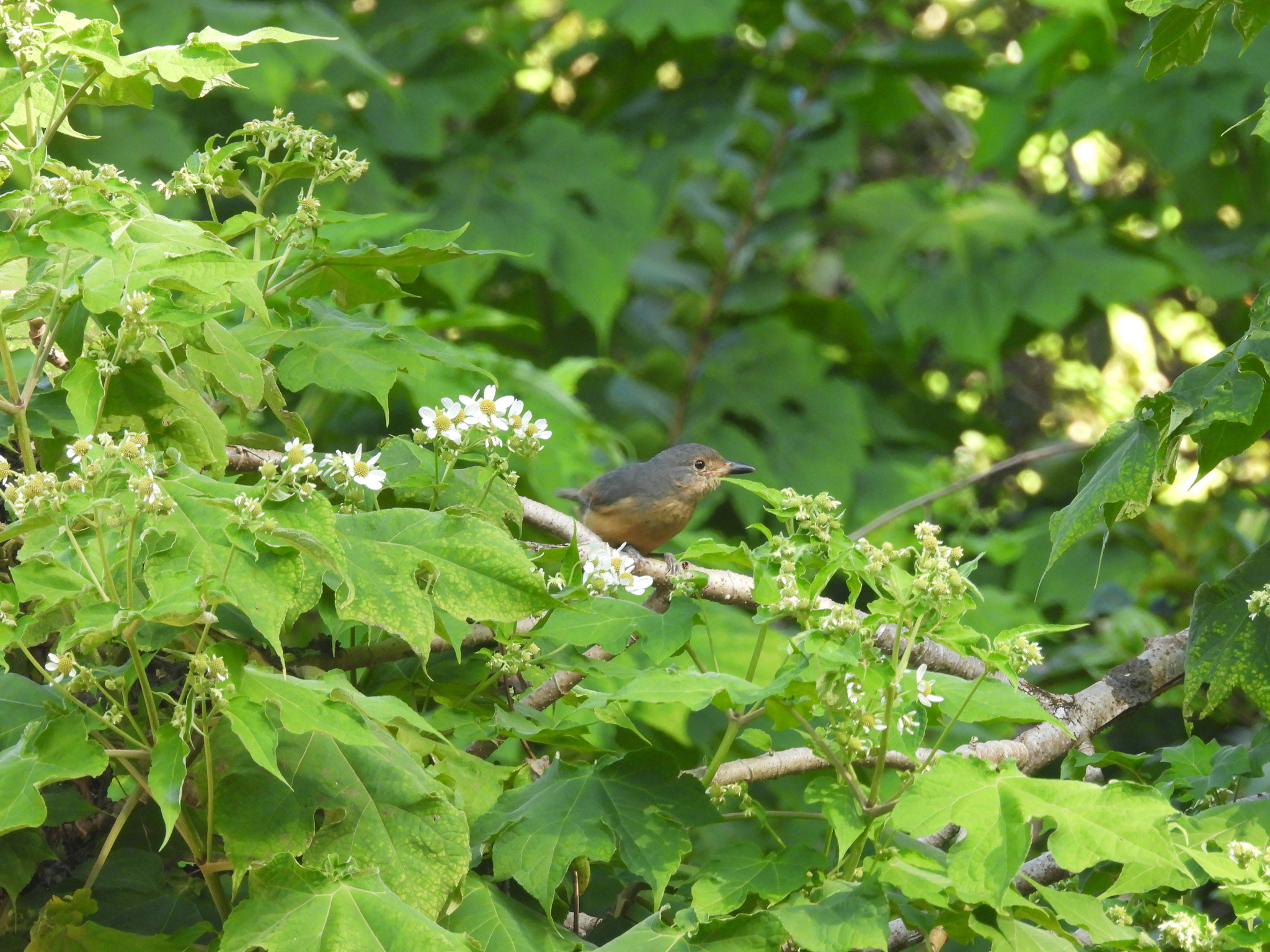Bower's Shrikethrush (Colluricincla boweri), photo 9